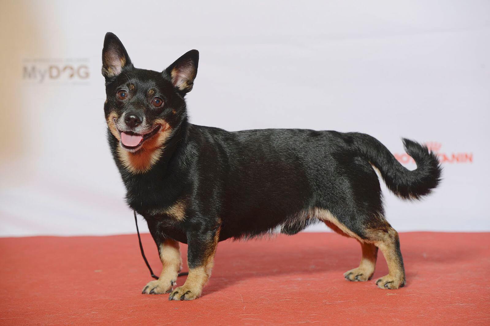 Lancashire Heeler The Latest Breed Recognized by American Kennel Club